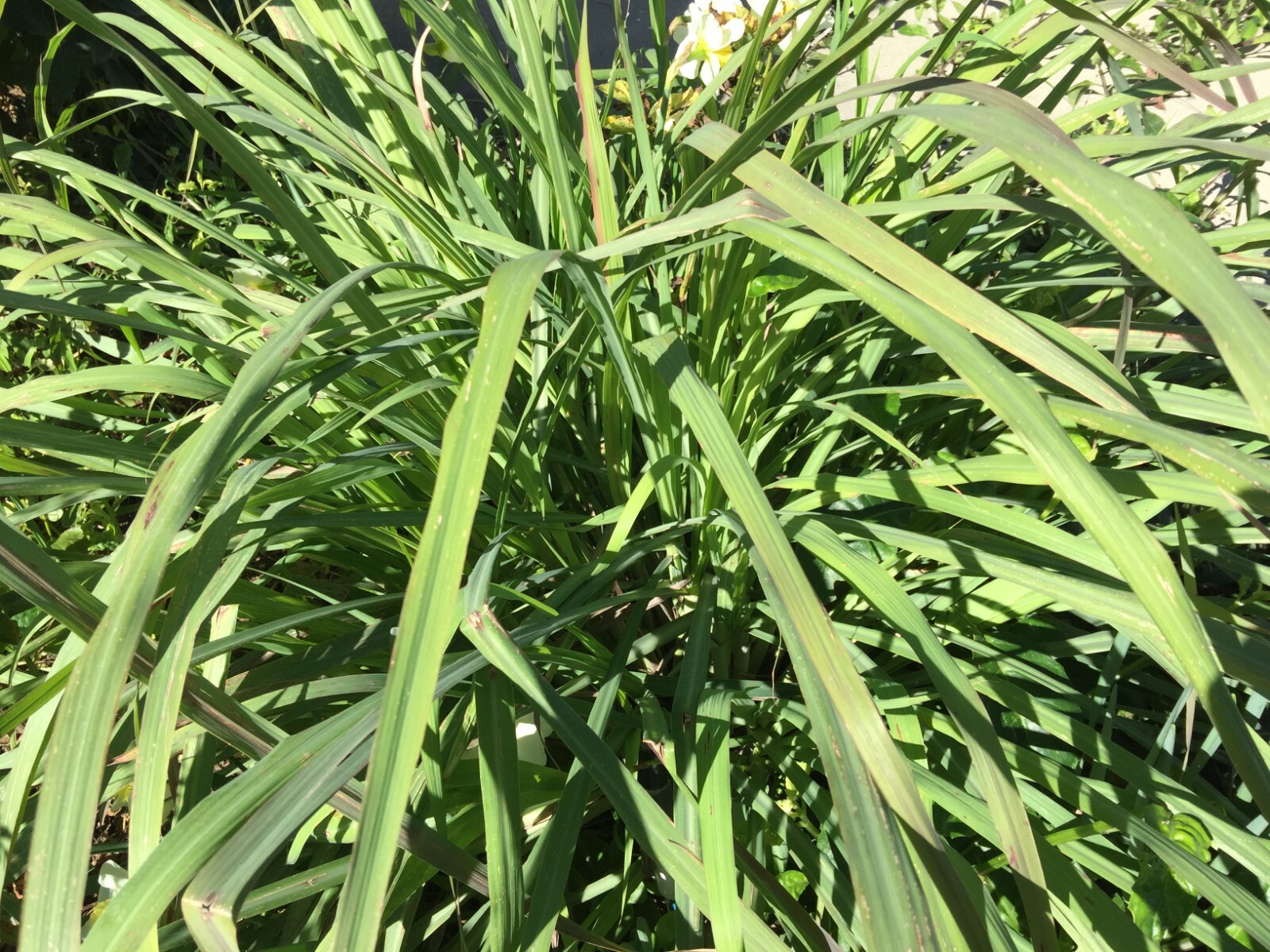 4 OZ Fresh Cut Green Nature Dried Organic Garden Edible Lemon Grass Leaves Tea