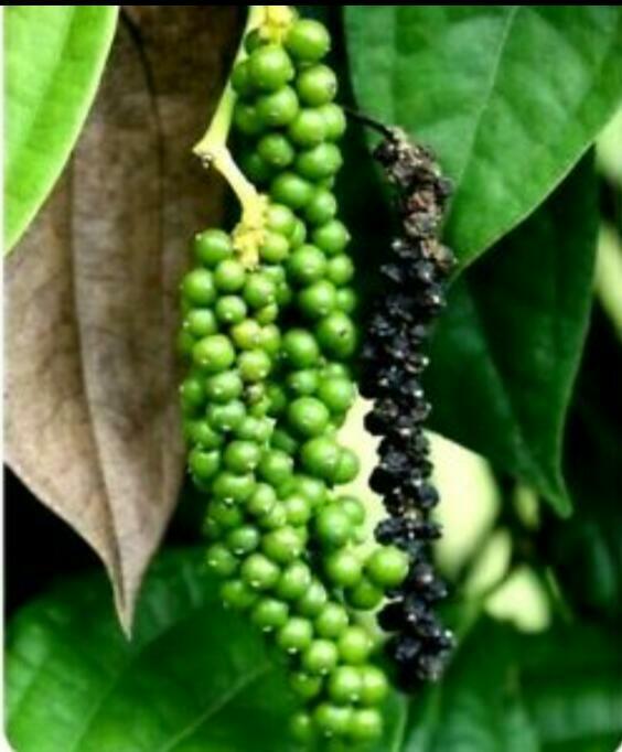 Black pepper,organic natural homemade pure whole peppercorns Sri Lanka