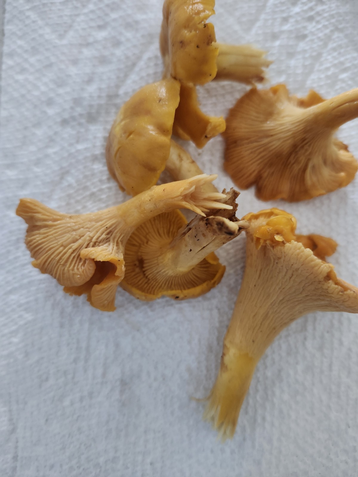 Dehydrated Dried Wild Chanterelle Mushrooms 1oz