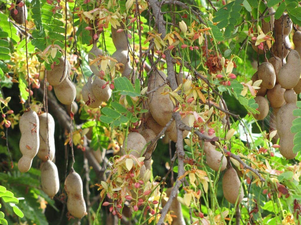 Ceylon Fresh Tamarind – 100g Sour Tamarind Paste Seedless 100% homemade Product