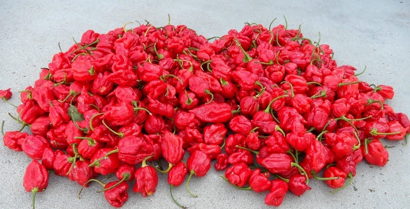 Carolina Reaper/Moruga/Ghost Pepper/Habanero ~Garlic Chile Oil~ Freakishly SPICY