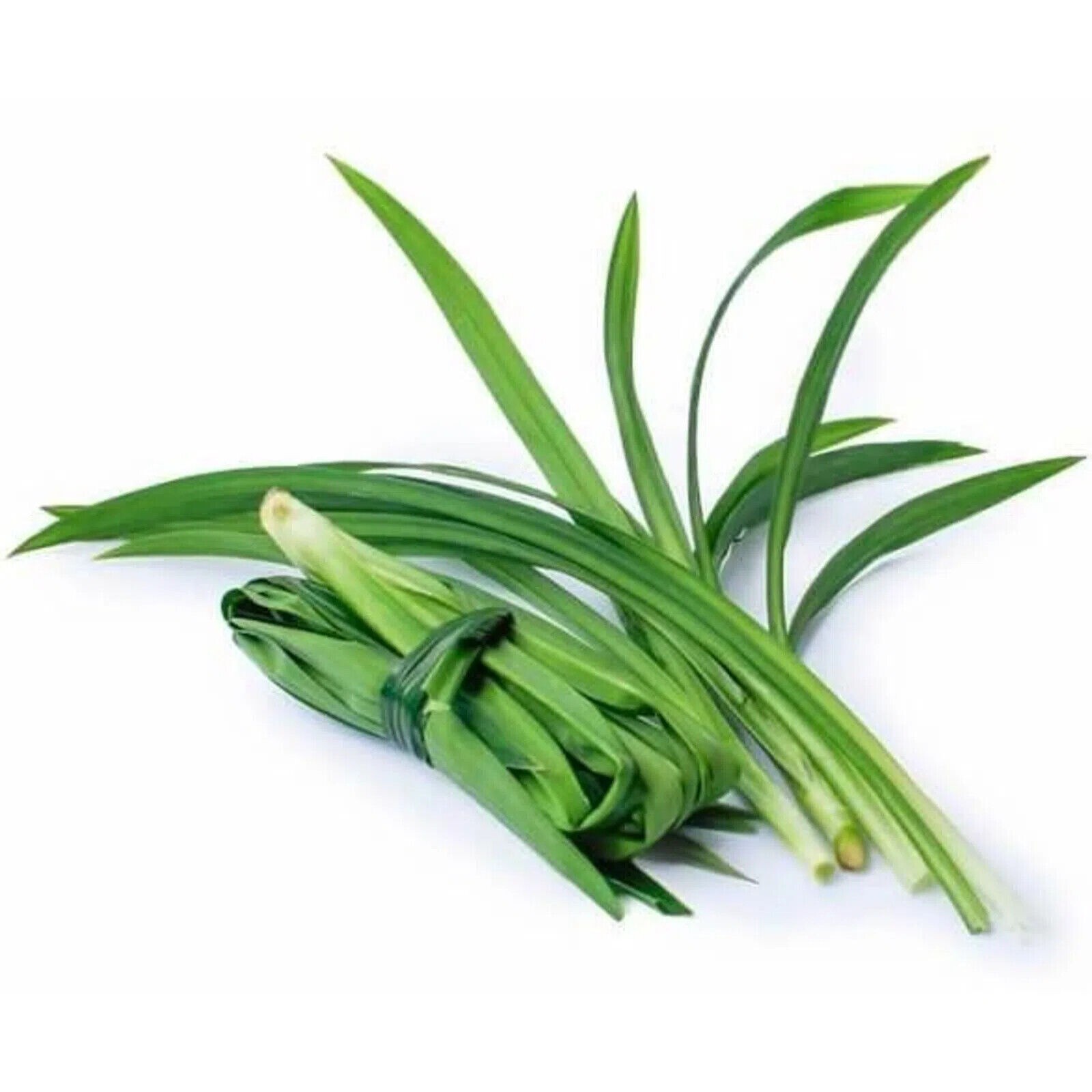 Organic Pandan Leaves Fresh Pieces Ceylon Pandanus Natural Dried( Rampe ) 100%