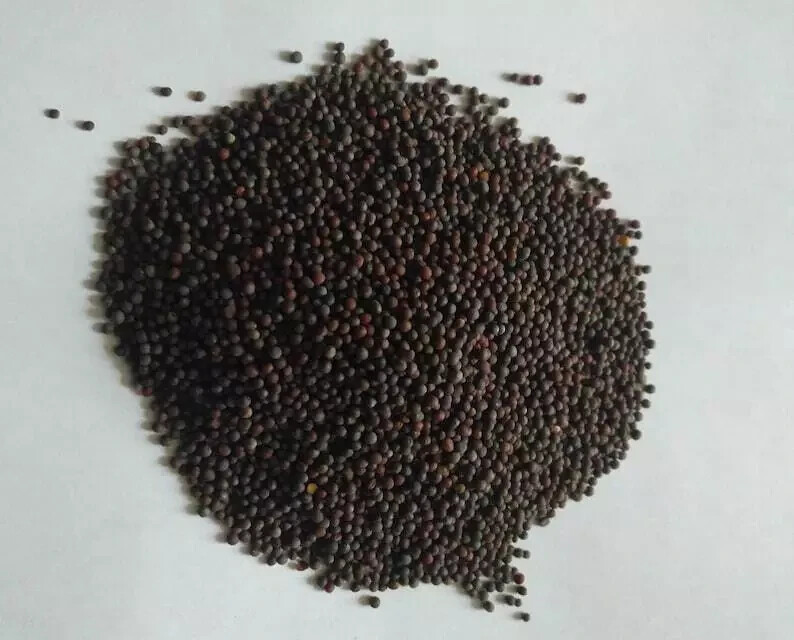 Indian Natural Black Mustard Seeds Spices For Cooking Food