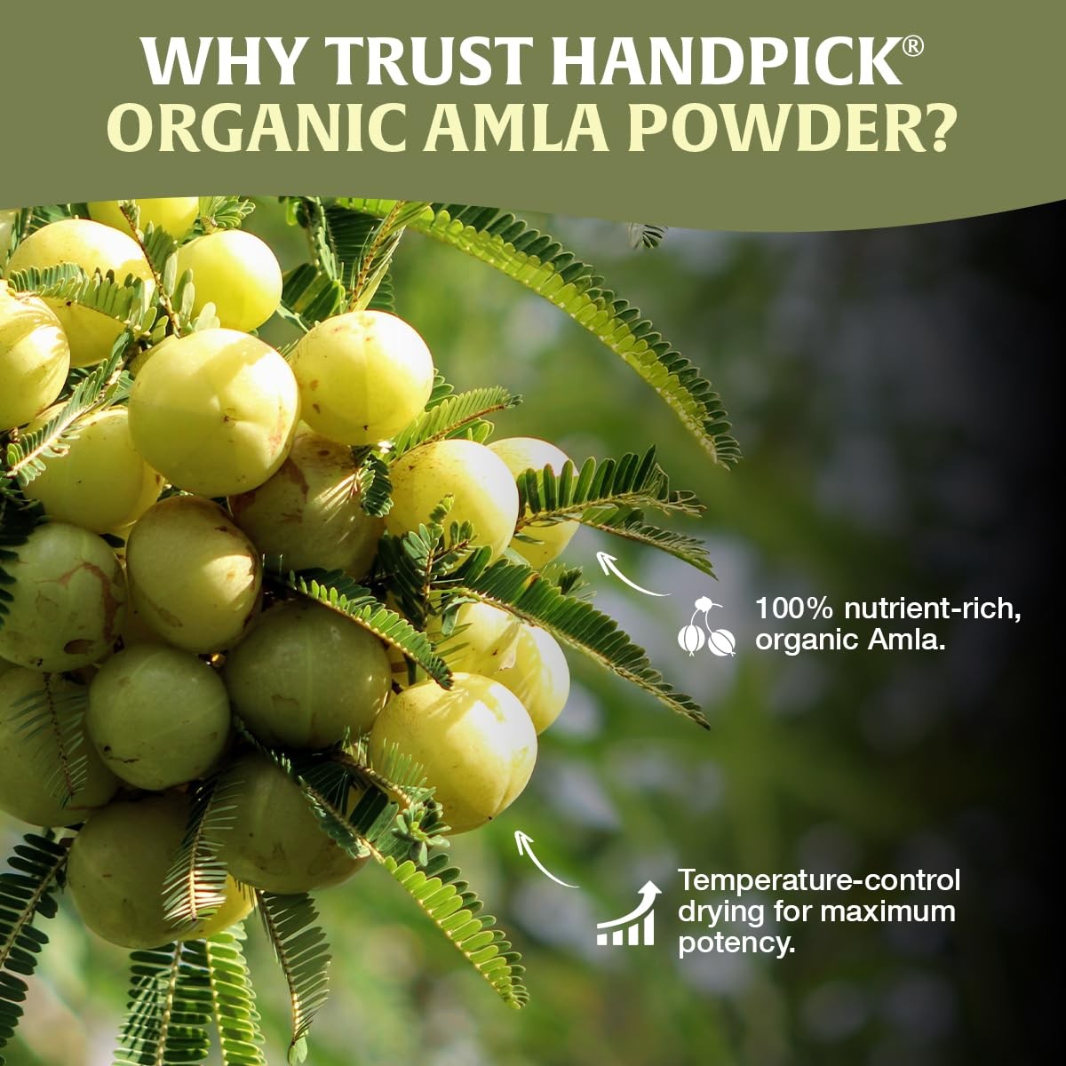 HANDPICK Organic Amla Powder (14oz) Amalaki, USDA 1 Pound (Pack of 1)