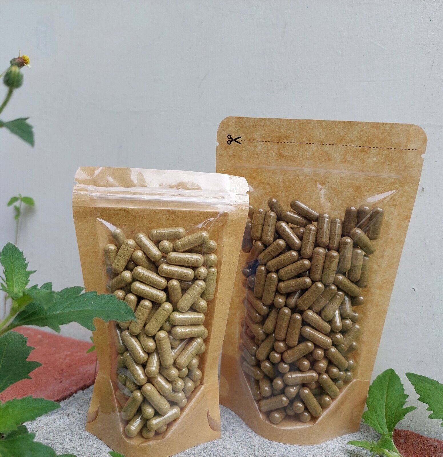{idHerb} CAPSULE DAUN SEMBUKAN PAEDERIA FOETIDA NATURAL ORGANIC HERBAL FRESH