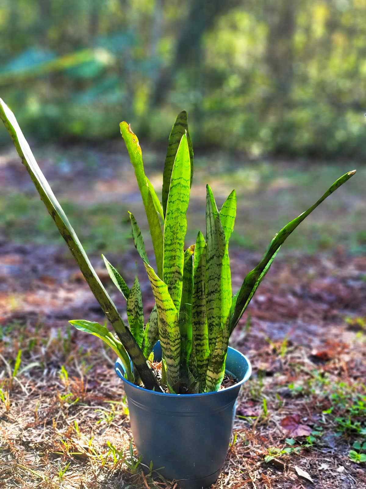 Snake Plant Dried Herb Niyanda Dracaena zeylanica Sansevieria 3.5-26.5oz