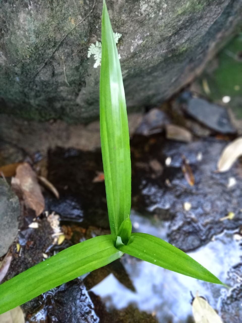 Rampe Organic Sun Dried Pandan Leaves Spice Natural Ceylon Pure Pandanus