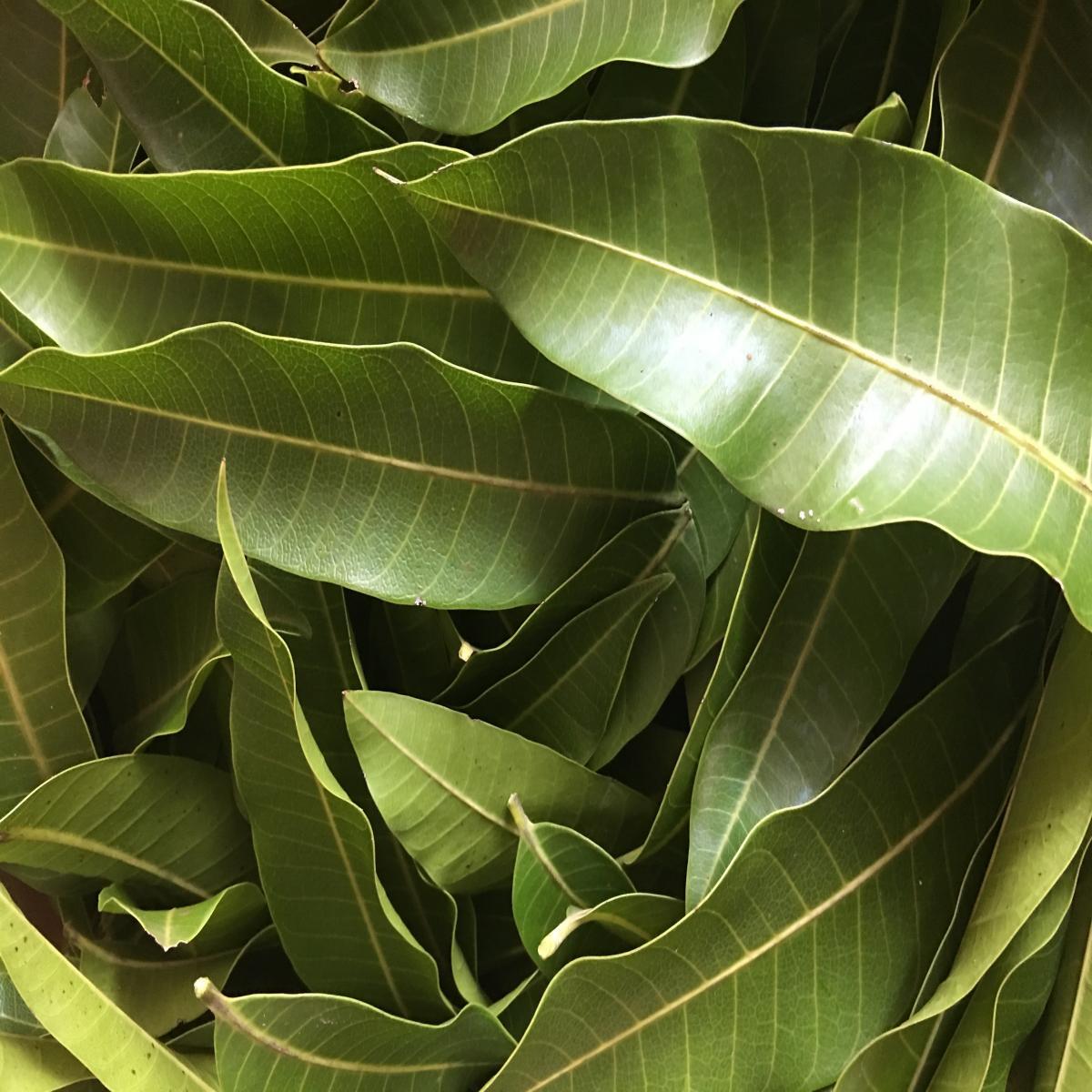 Natural ORGANIC Dried MANGO leaves For Tea Pure 100% Quality Fresh Healthy Leaf