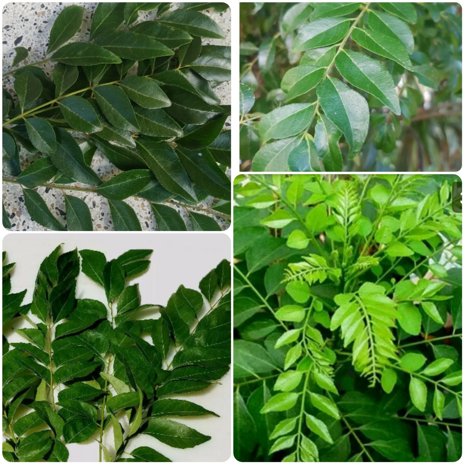 dried organic curry leaves.