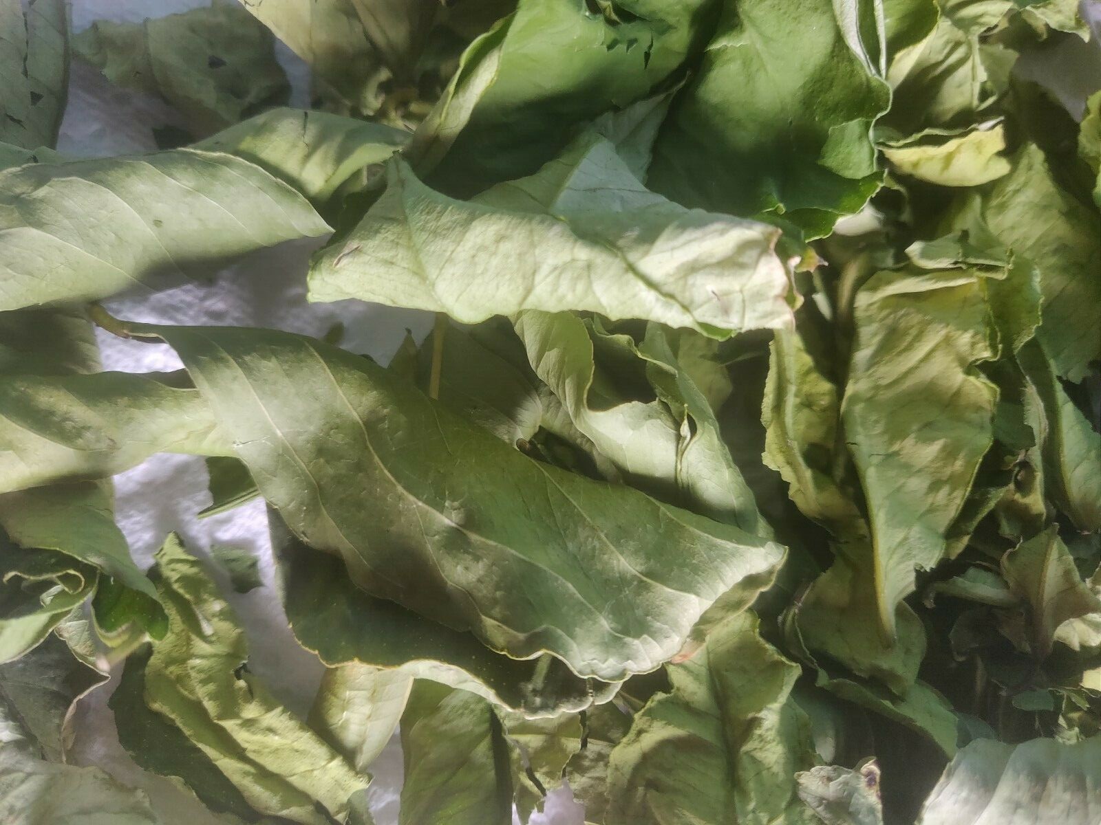 50 HOJAS DE LIMON AMARILLO ORGÁNICAS SECAS/50 ORGANIC DRY LEMON LEAVES