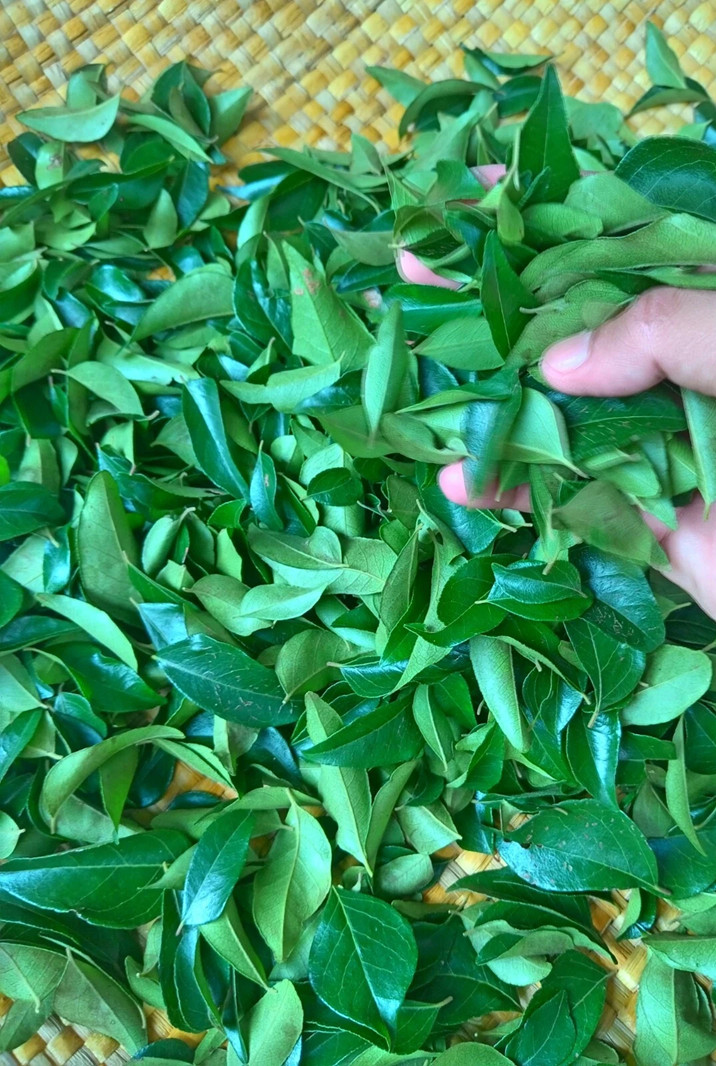 Fresh Curry Leaves in coconut oil (60g) | Karapincha 🇱🇰 Product