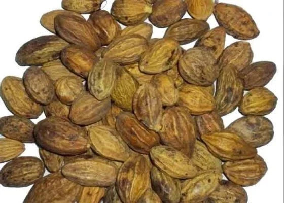 Whole Harde Terminalia Chebula | Haritaki | Black Myrobalan Free shipping