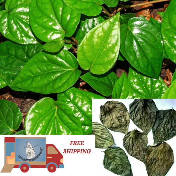 Betel Leaves Organic Dried Natural Herbal Pure Piper 100% Ceylon Leaf free ship.