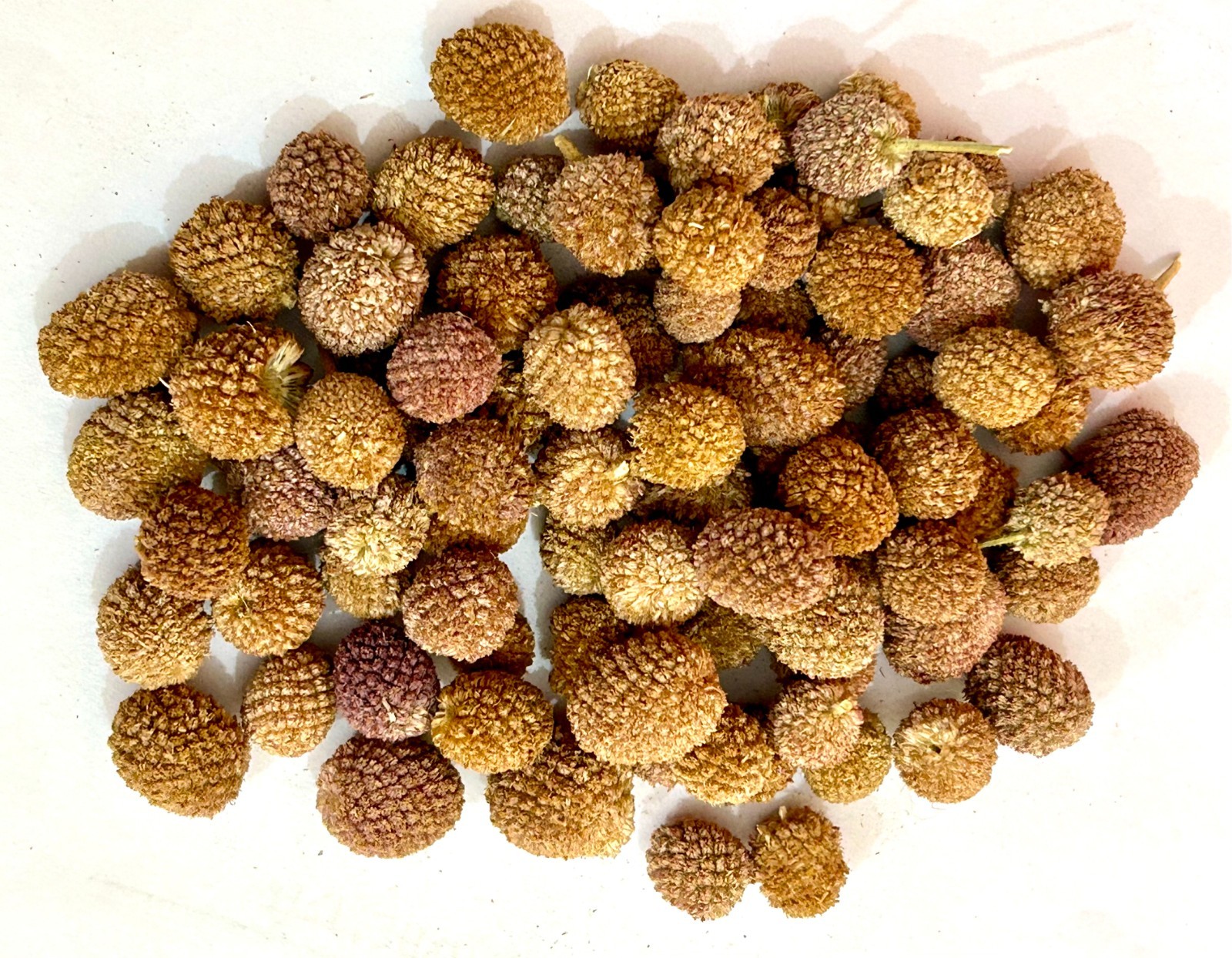 Pure original Natural Gorakhmundi Whole,Sphaeranthus Indicus Raw ,East Indian Gl