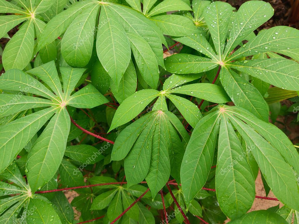 Dried Manioc Cassava Leaves Ceylon Organic Pure 100% Natural Herbal Leaf