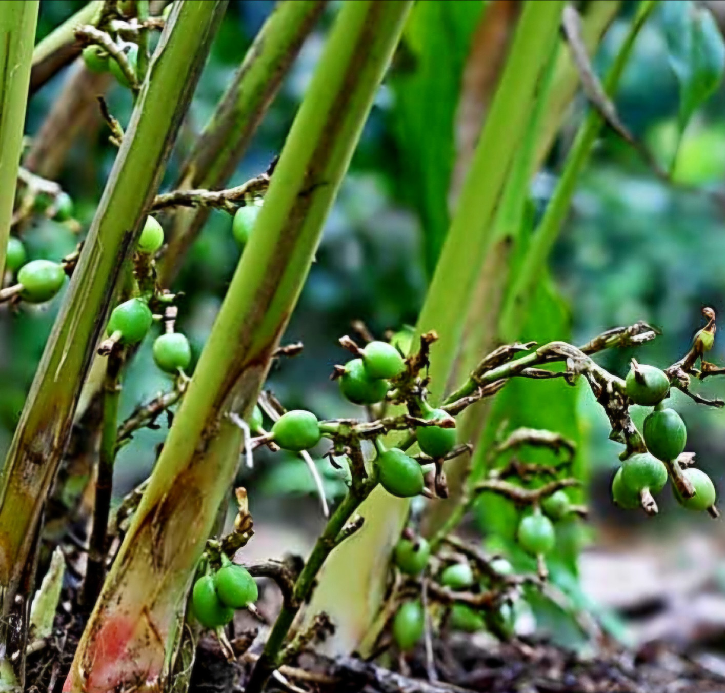 Organic Natural Cardamom seeds Ceylon best quality 25g