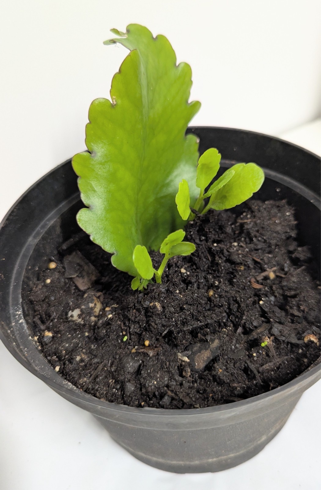 Fresh For Planting Leaves- FLORIDA Miracle Leaf (Bryophyllum pinnatum)