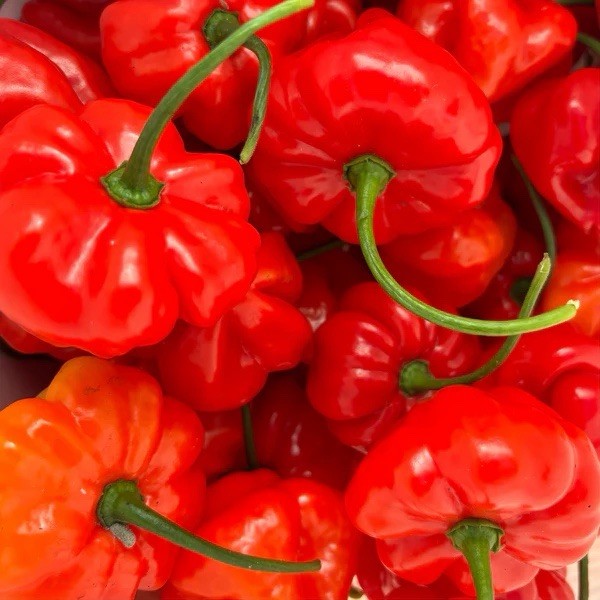 AJI DULCE GRANDE (50) SEEDS DE PUERTO RICO