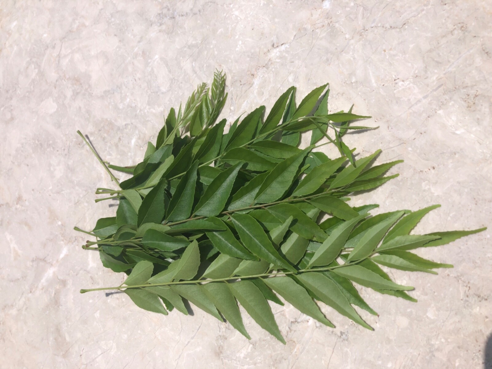 30 GRAMS FRESH AROMATIC CURRY LEAVES (Murraya Koenigii) (HOME GROWN)