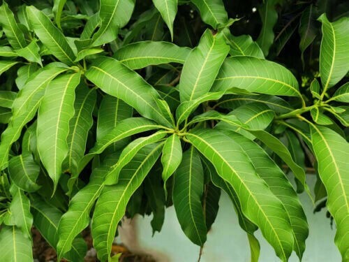DRIED MANGO LEAVES 50g SRI LANKA HERBAL TEA ORGANIC VITAMIN A B C HIGH QUALITY