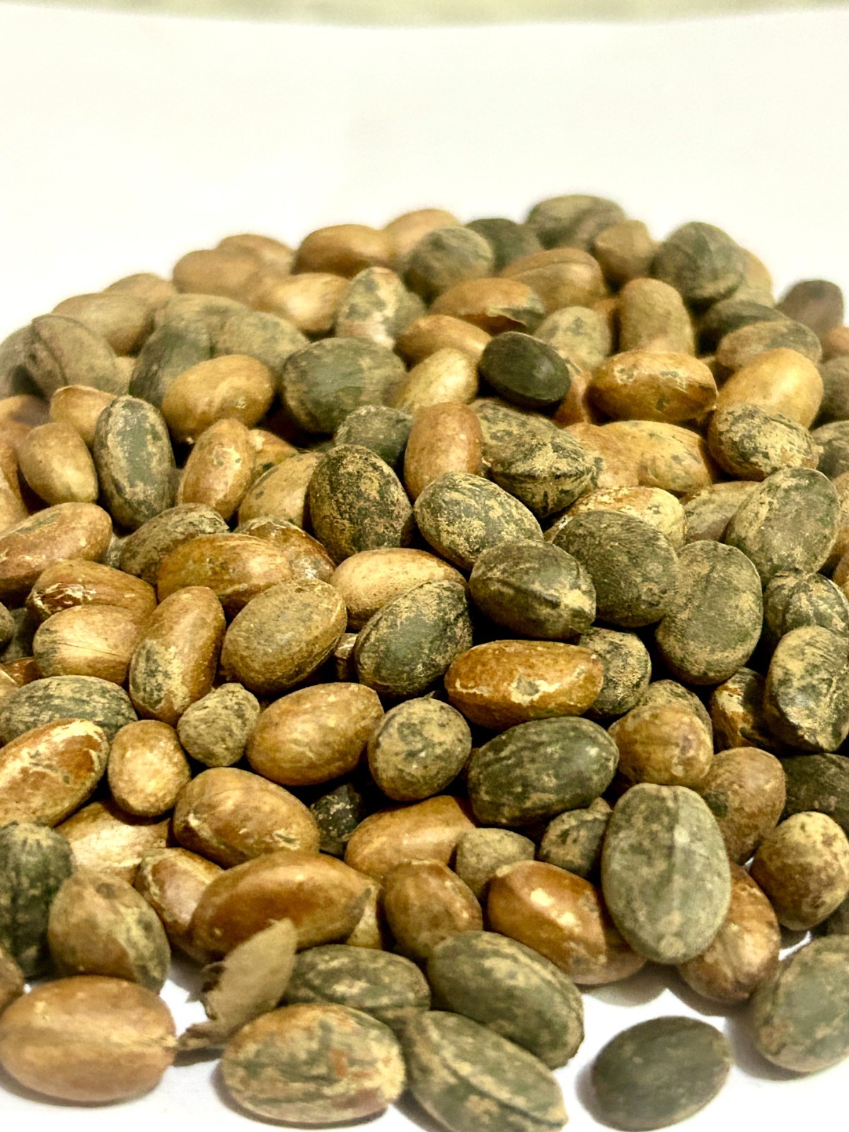 Jamalghota Beej – Jamalghota Seeds – Croton Seeds – Croton Tiglium
