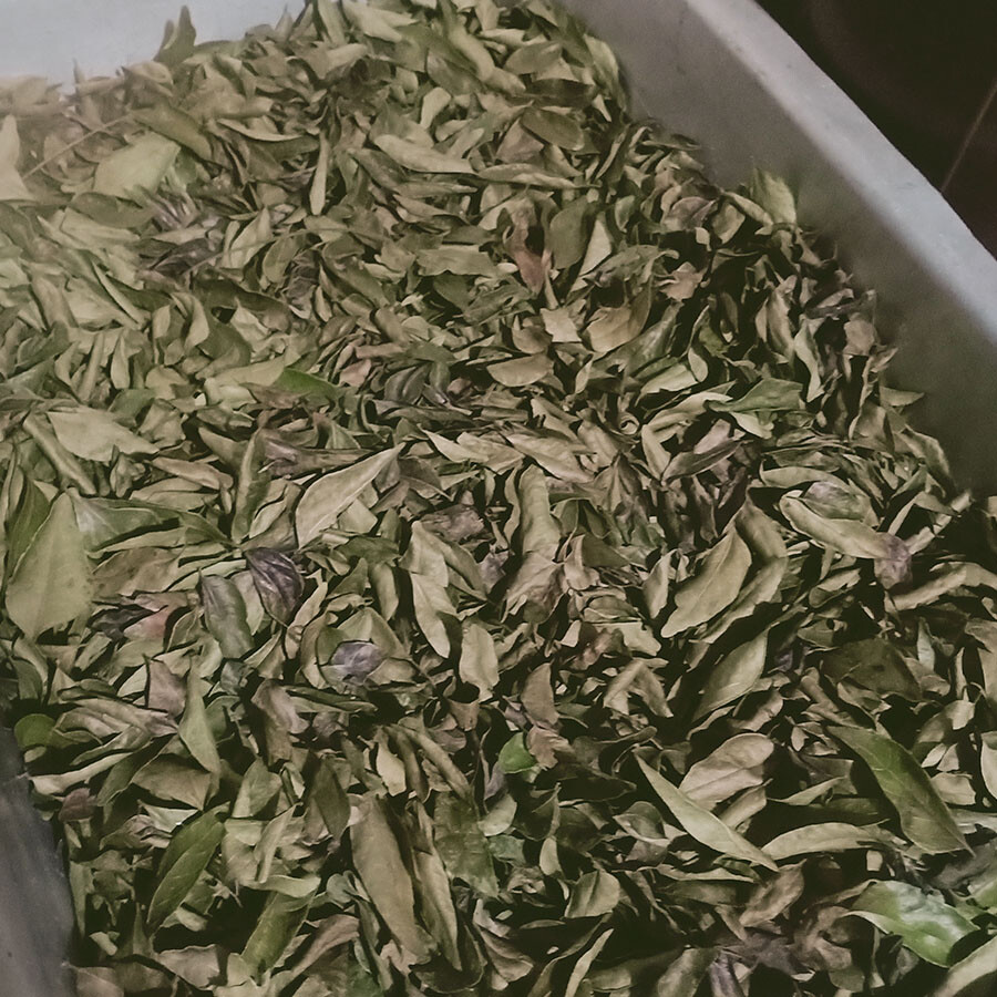 Dried Natural Organic Curry Leaves Powder Leaf Species Herb Tea Premium Quality