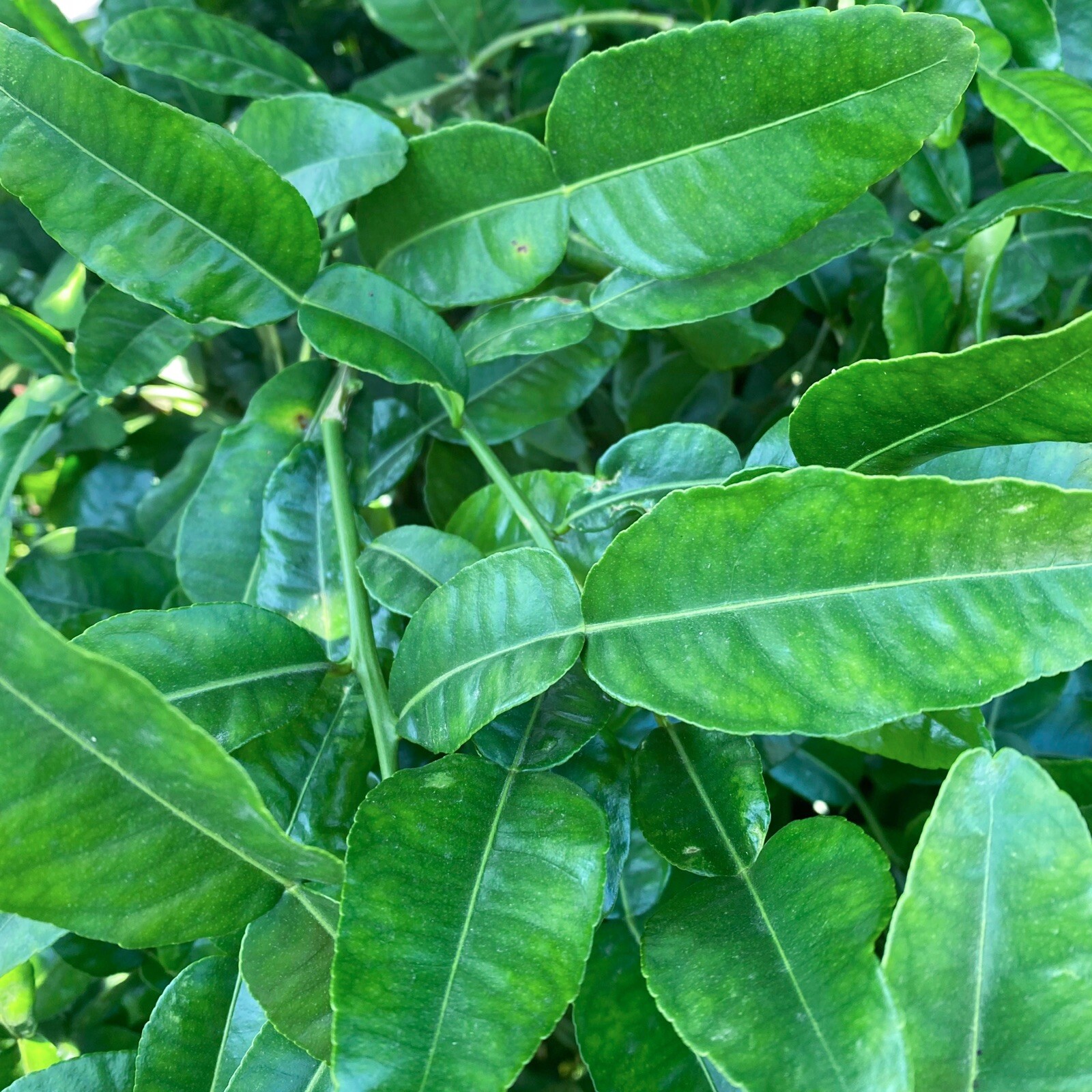 Large Fresh Organic Kaffir Lime Leaves 3 oz (80+ ct) Picked Prior To Shipping