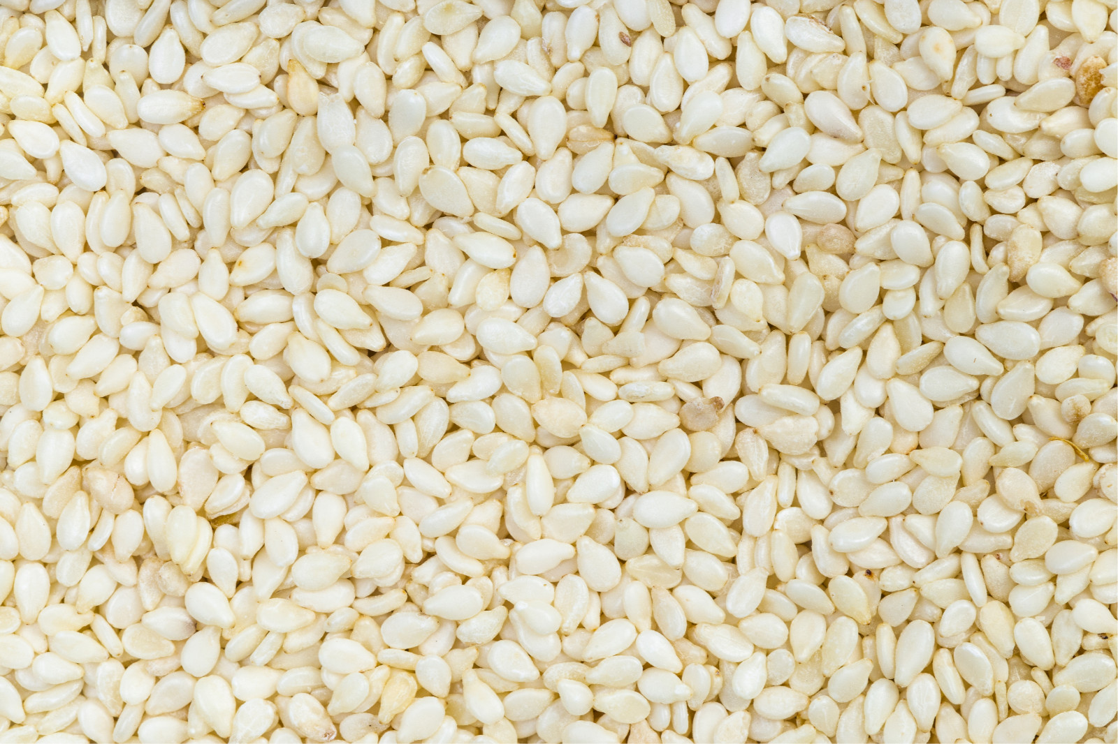 White Sesame Seeds Hulled Raw 100% Pure Natural Non-GMO, Kosher, Vegan Bulk
