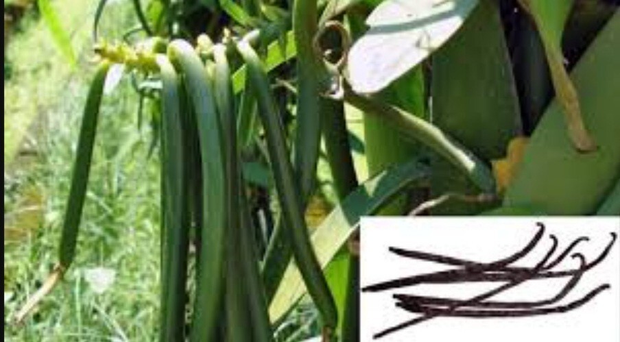 Fresh sri lanka Grade A Organic Bourbon Vanilla Beans 10 pods free shipping