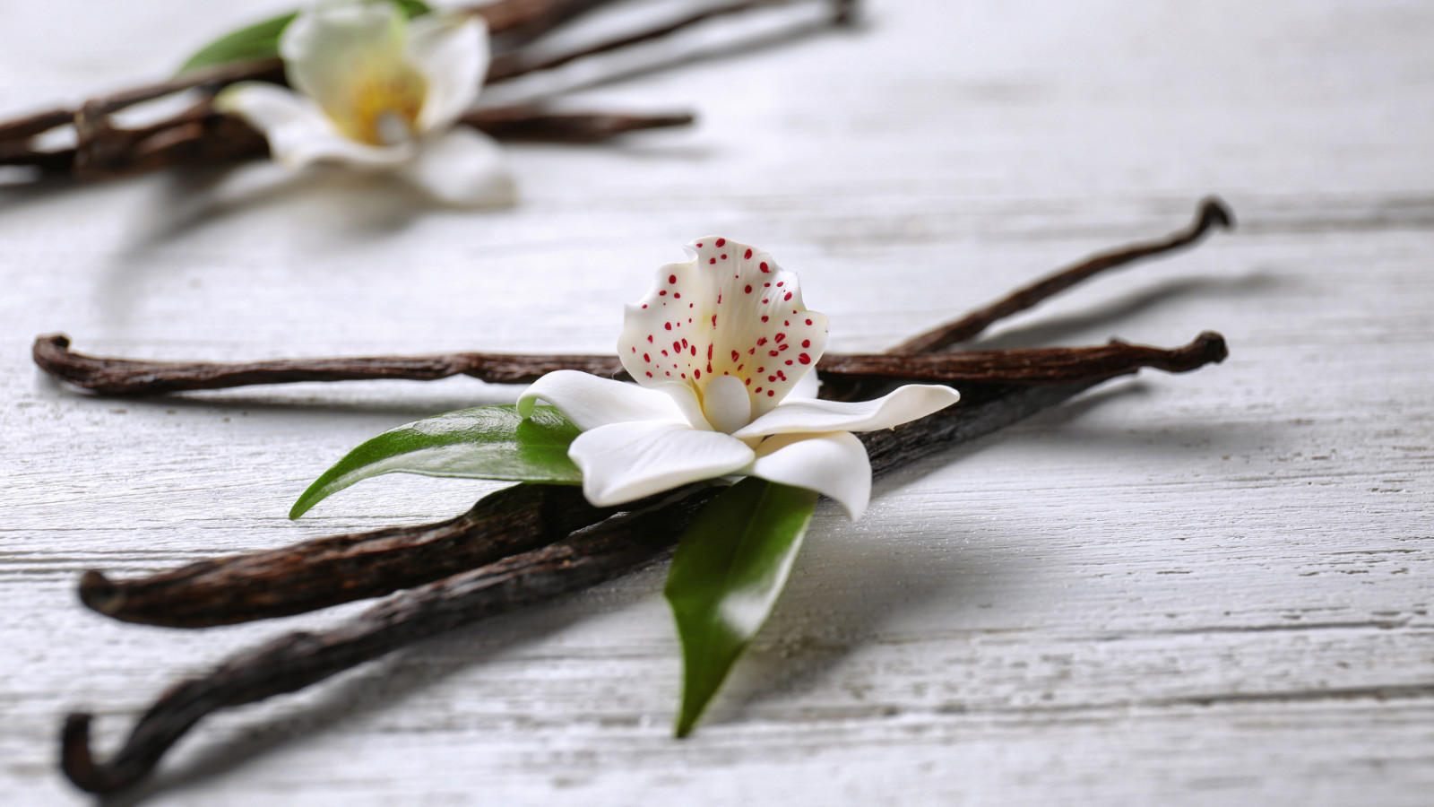 Indonesia Direct Source 30oz Vanilla Beans Grade A For Baking Free shipping