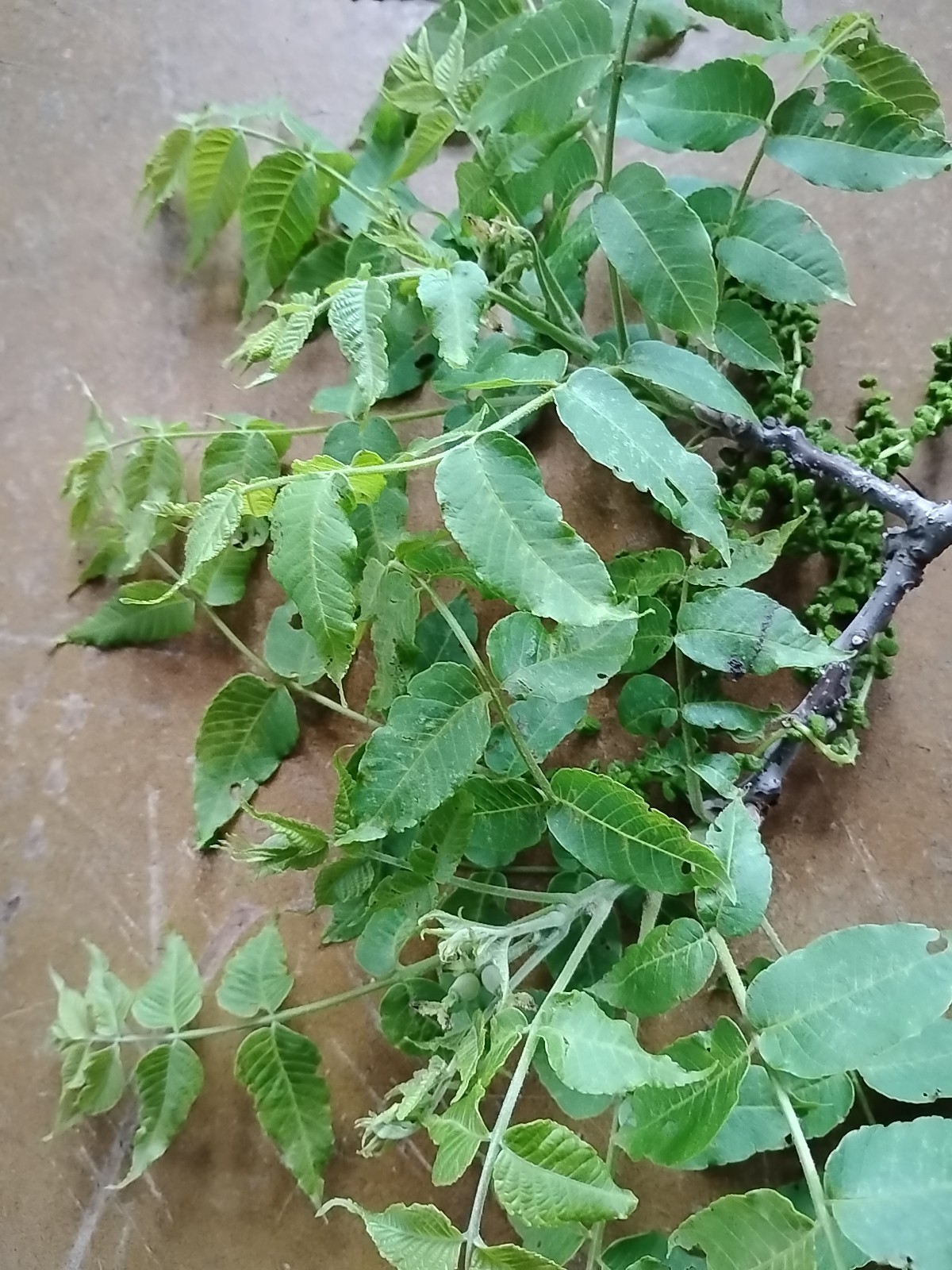 Fresh Black Walnut Leaves( 30 )Organic