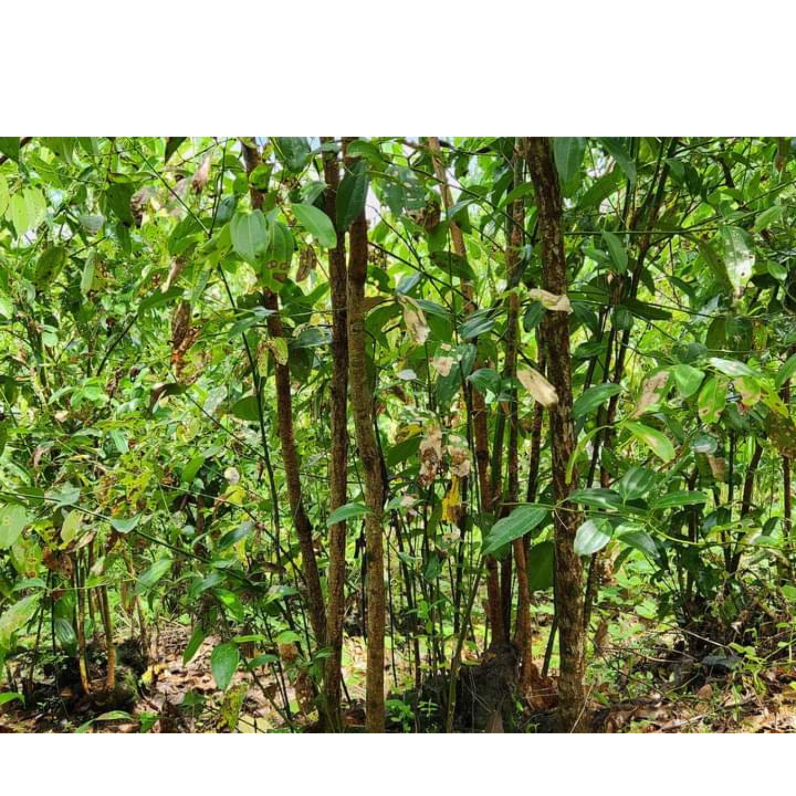 Cinnamon Sticks, Organic Pure Ceylon True Cinnamon from Sri Lanka Free Shipping