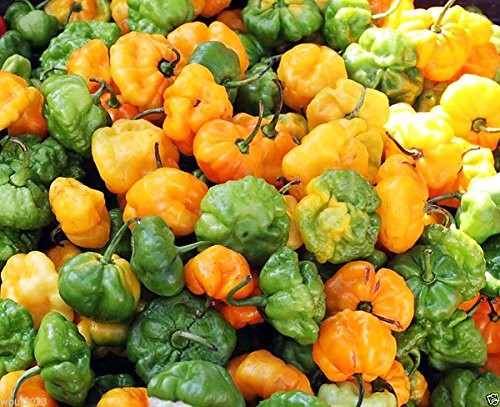 30 Yellow Scotch Bonnet Jamaican Hot Pepper Seeds Heirloom Non-GMO