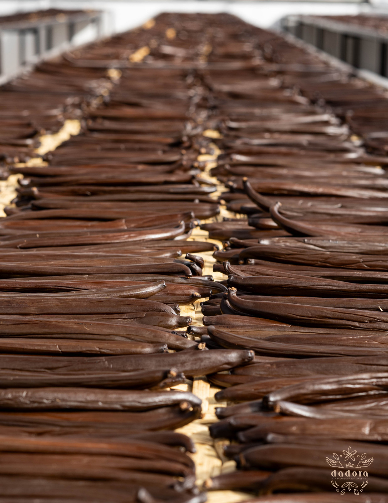 10 Grade A Gourmet Tahitian Vanilla Beans