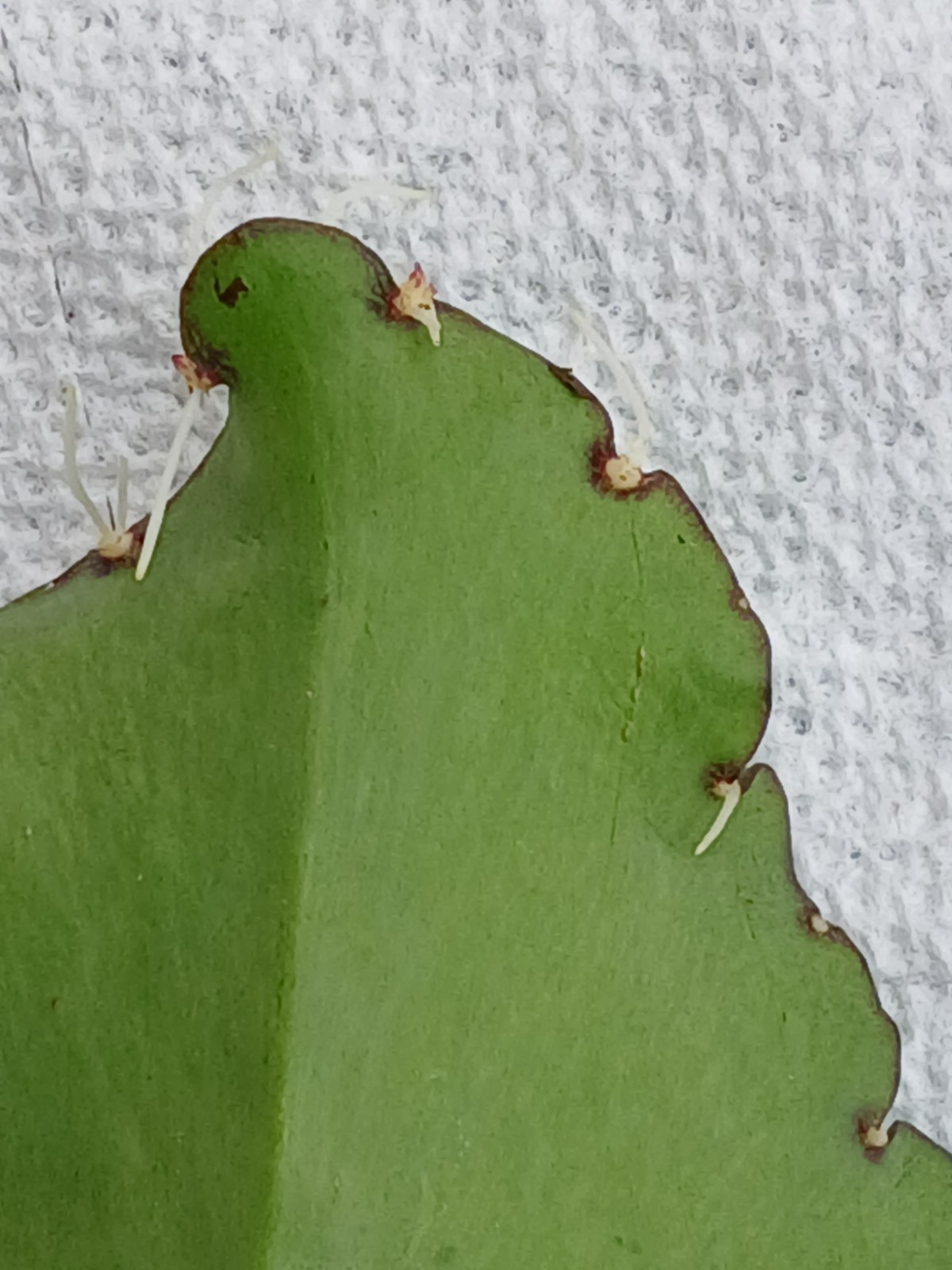 Fresh Leaf of Life / Miracle Leaf Leaves. Grown without Pesticides or Chemicals.
