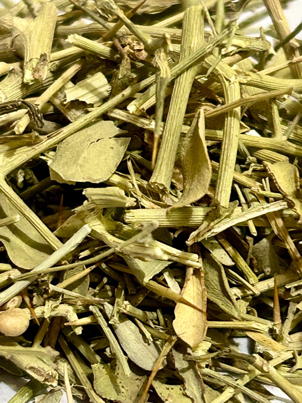 Desert Fagonia-Dhamasa- Damasha- Dhamaasa