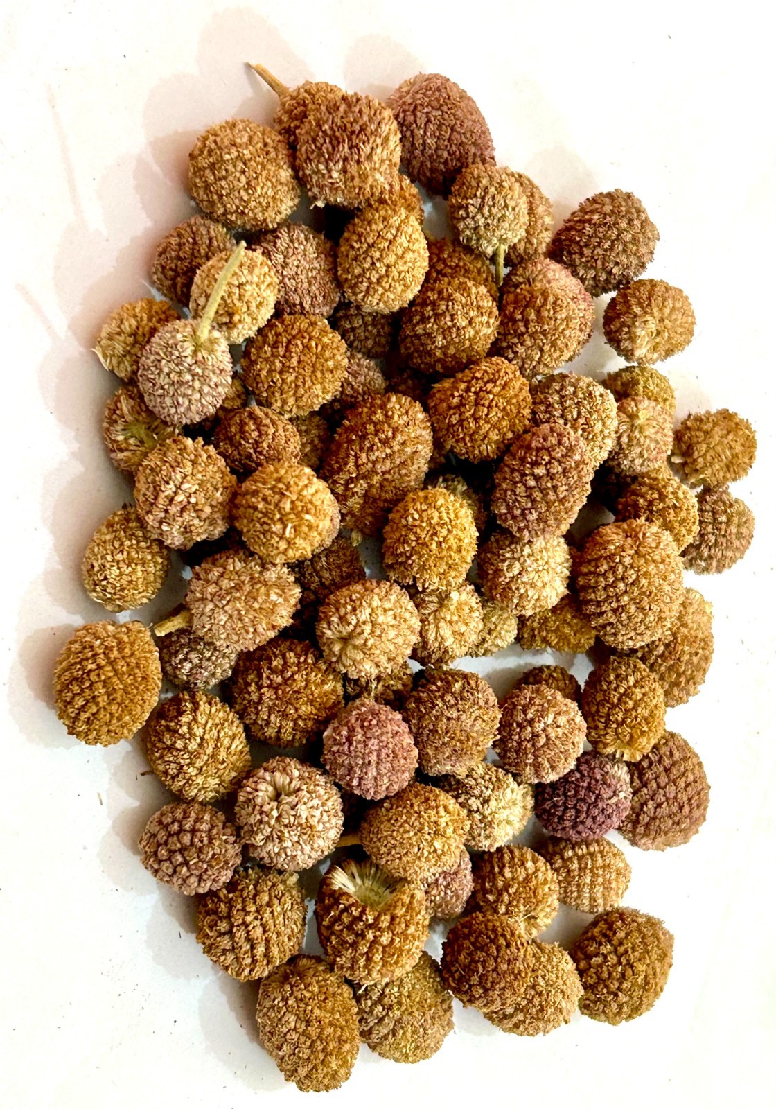 Pure original Natural Gorakhmundi Whole,Sphaeranthus Indicus Raw ,East Indian Gl