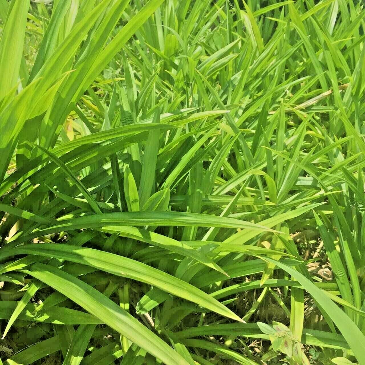 Dried Pandan Leaves rampe 100% pure organic sri lankan product sun dried 30g