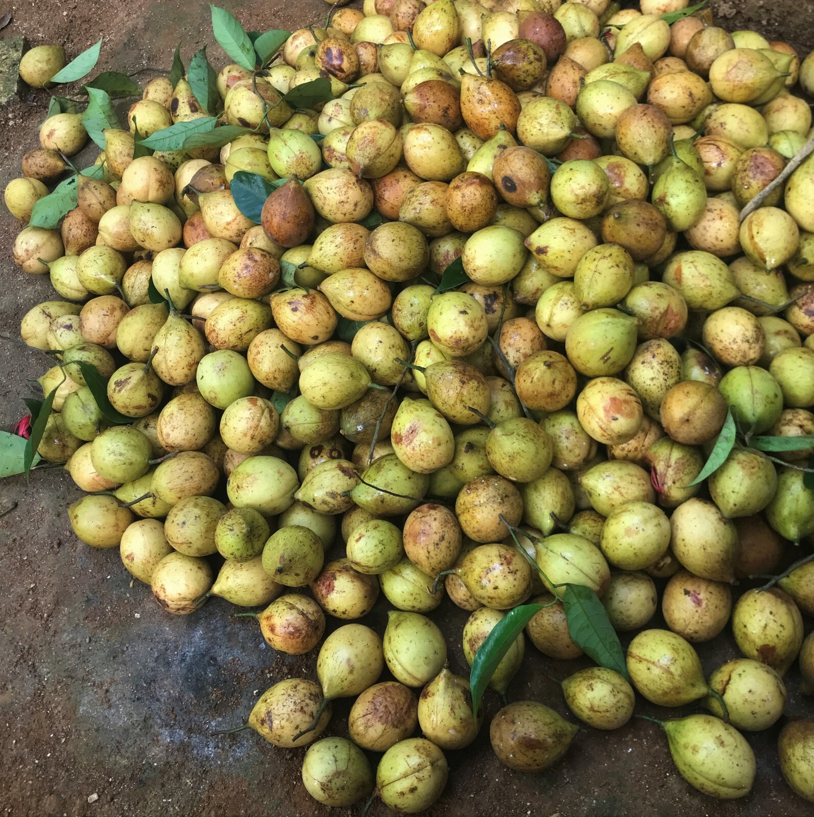 Ceylon Premium Organic Dried Nutmeg Mace Sri Lankan Best Quality Herbs & Spice