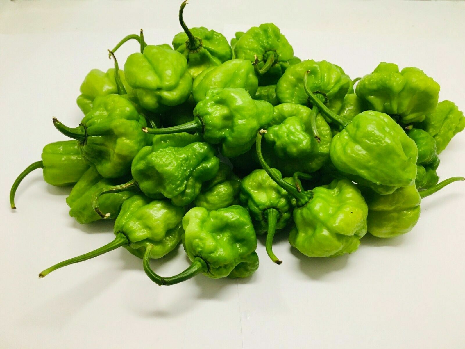 Scotch Bonnet Peppers – Fresh Whole Pods – Yellow/Green – Free Shipping SFRB