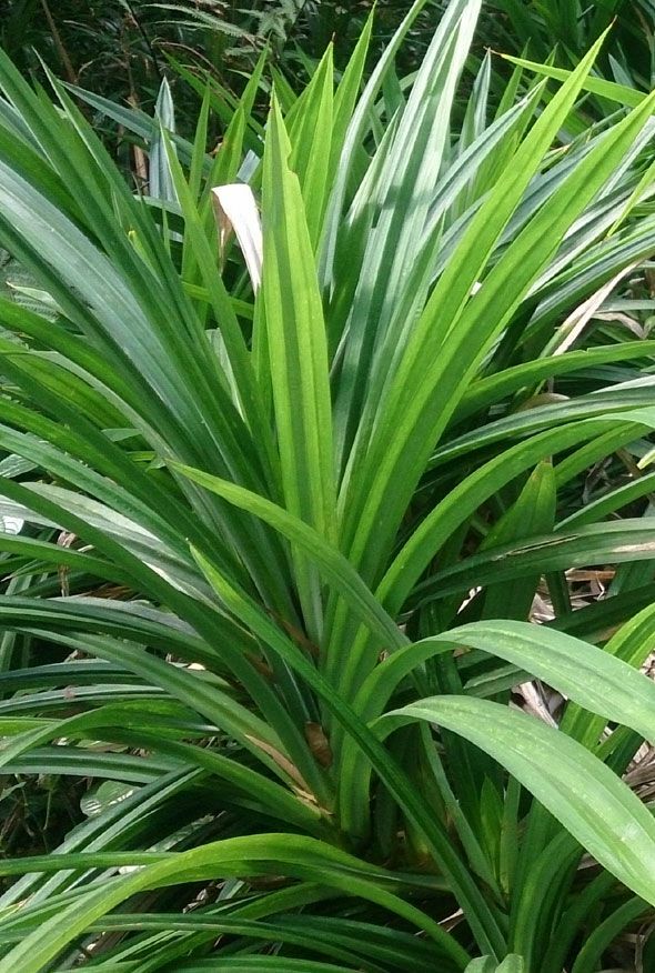 Pandan -Dried Leaves -Sri Lankan High Quality– 100% pure organic Rampe – 125g