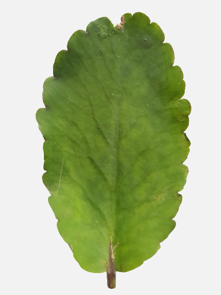 5Pcs medicinal Akkapana Leaves Kalanchoe Miracle Pinnata Dried Leaf 100% Natural