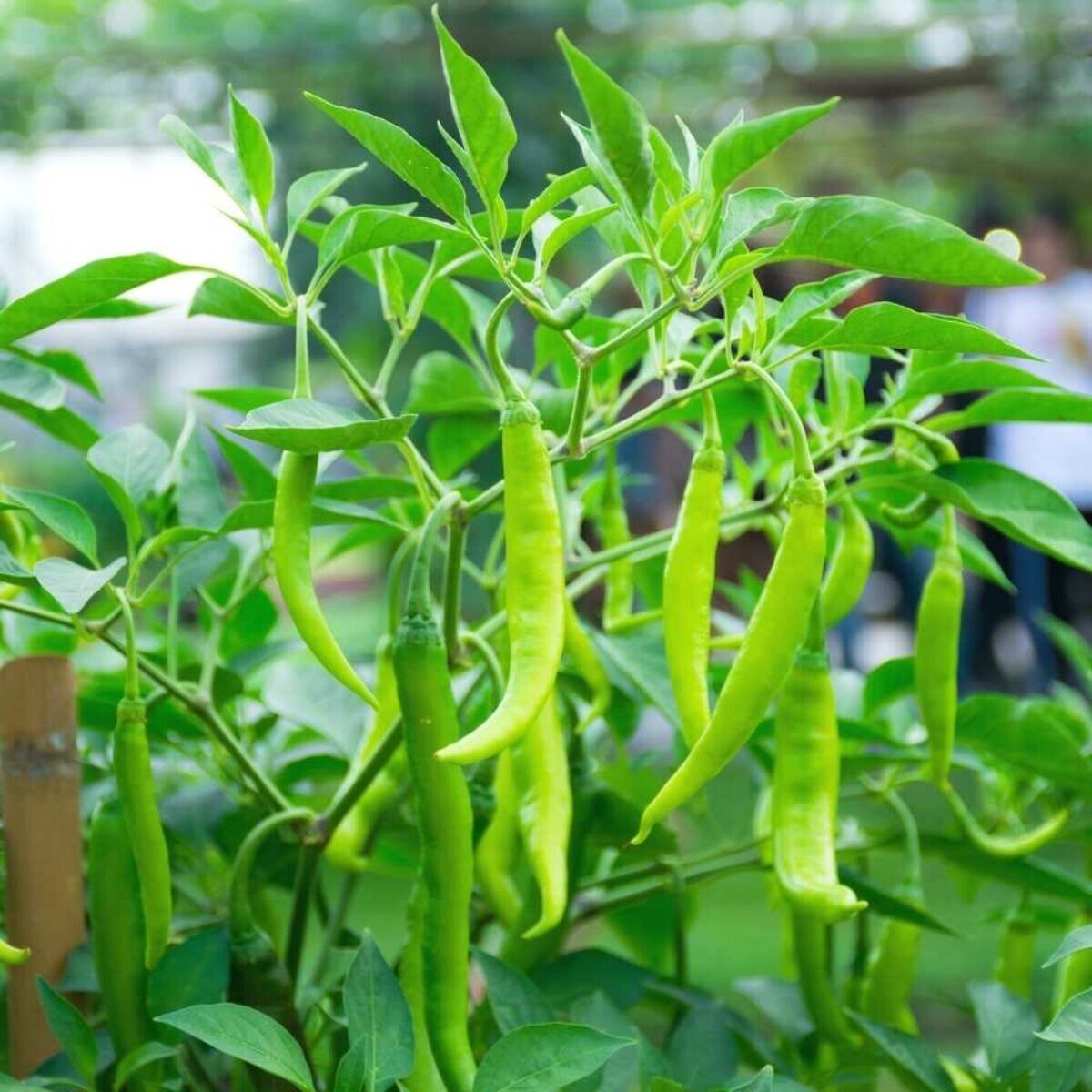 100% Organic Sri Lankan Sun Dried Hot & Spicy RED CHILLI 100g Free Shipping
