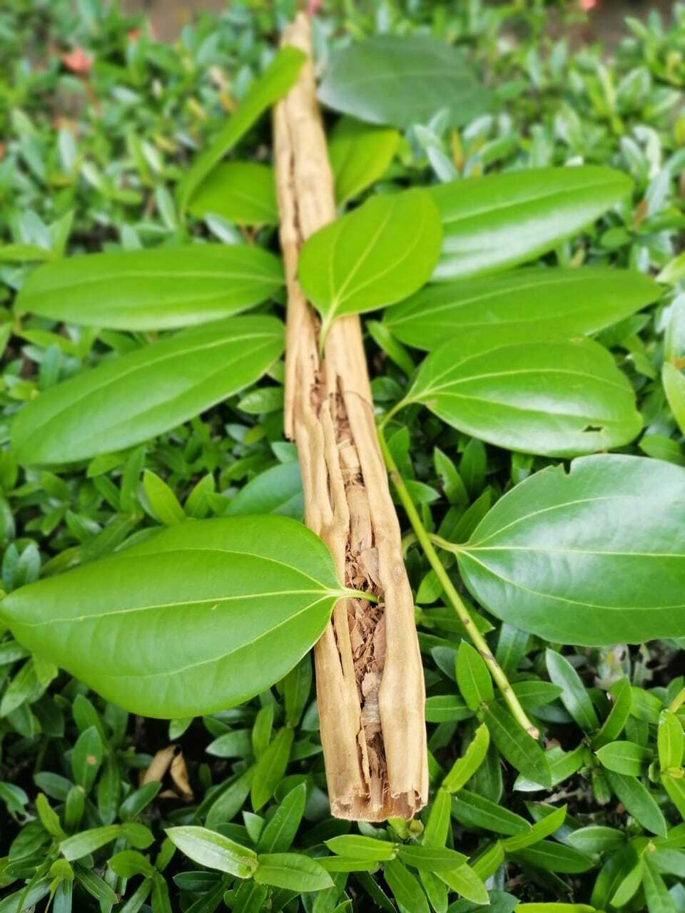 Ceylon Cinnamon Sticks Organic High Quality Pure Natural True Sri Lanka 100g 50g
