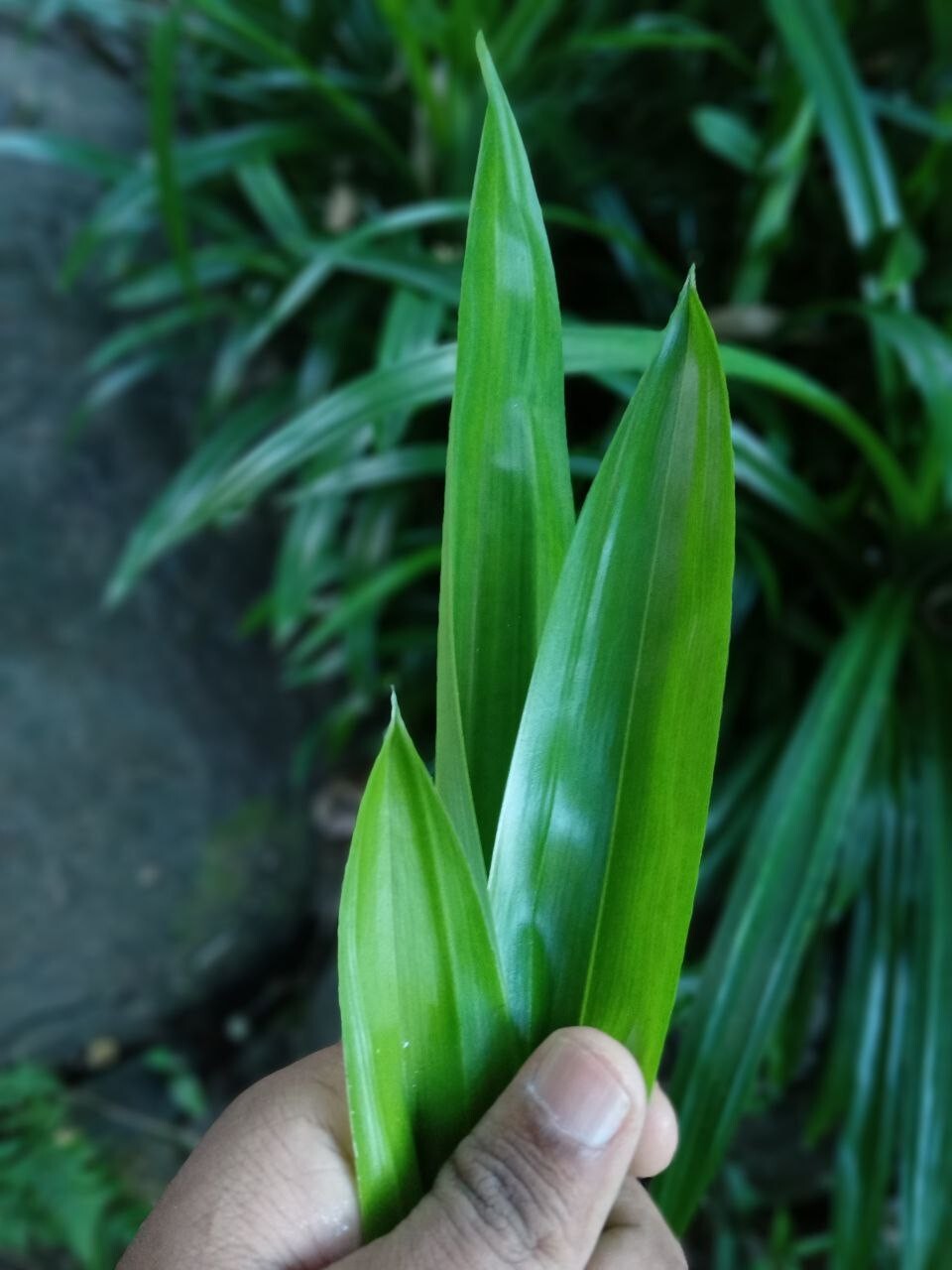 Rampe Organic Sun Dried Pandan Leaves Spice Natural Ceylon Pure Pandanus