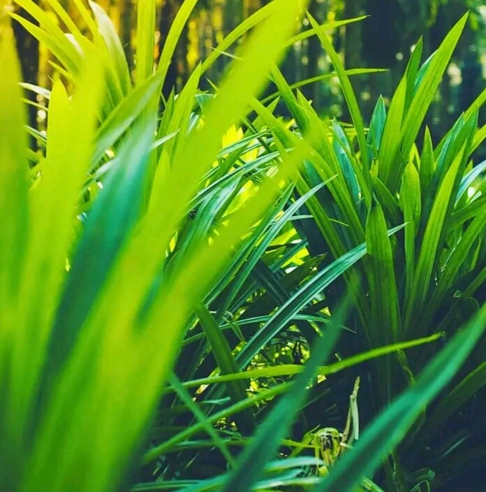 Natural Sun Dried Pandan Leaves Organic Rampe Spice Pure Sri Lanka High Quality