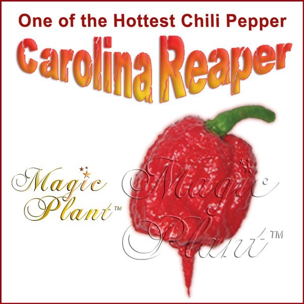 Carolina Reaper Powder 8oz. | Carolina Reaper Pepper Hottest Chili Powder