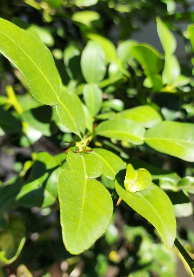50 Organic Freshly Picked Kaffir Lime Leaves Thai Herb Makrut Lime Leaves