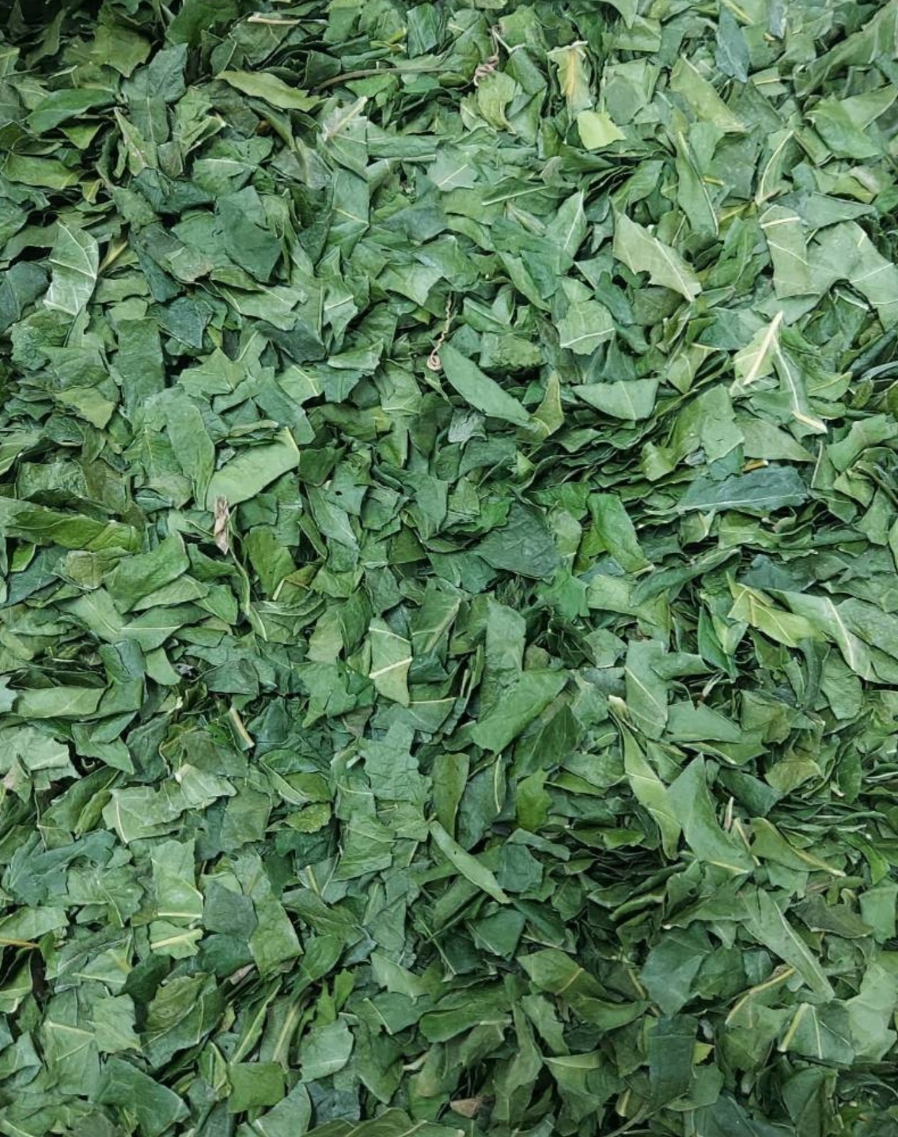 Dried Gymnema Sylvestre Leaves Bulk Wholesale Loose Leaf From Thailand 3 kg