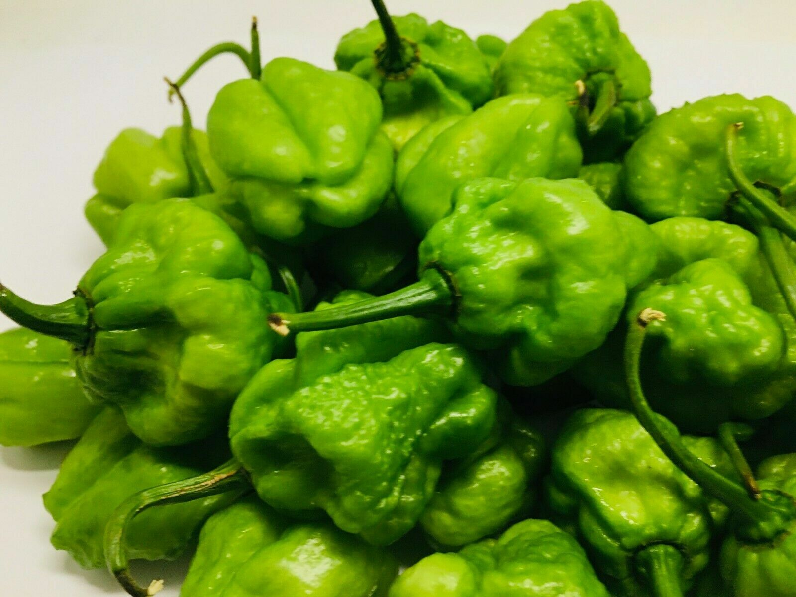Scotch Bonnet Peppers – Fresh Whole Pods – Yellow/Green – Free Shipping SFRB